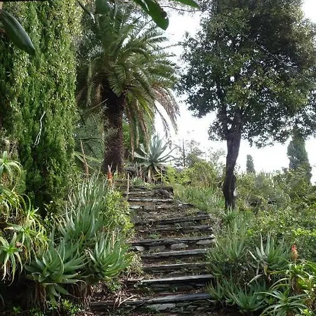 Salto Canino Brando